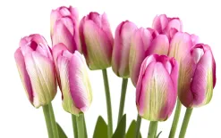 Art-Pol Bukiet 12 sztucznych tulipanów 38 cm różowo-białe Outlet