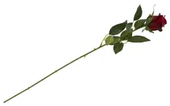 Inna Kwiat Róża długa Clearance
