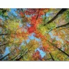 Witek Home Obraz szklany 120x80 Drzewa Clearance