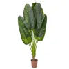 Witek Home Roślina Pielgrzan Madagaskarski 210cm PROMO Fashion