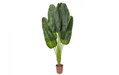 Witek Home Roślina Pielgrzan Madagaskarski 210cm PROMO Fashion