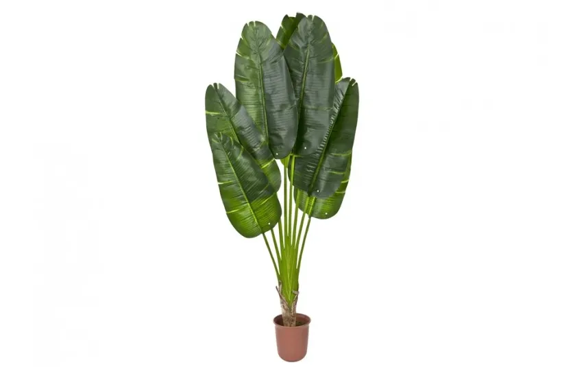 Witek Home Roślina Pielgrzan Madagaskarski 210cm PROMO Fashion